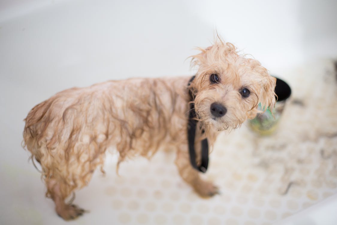 Why DIY Dog Grooming Can Be a Disaster for Your Pup